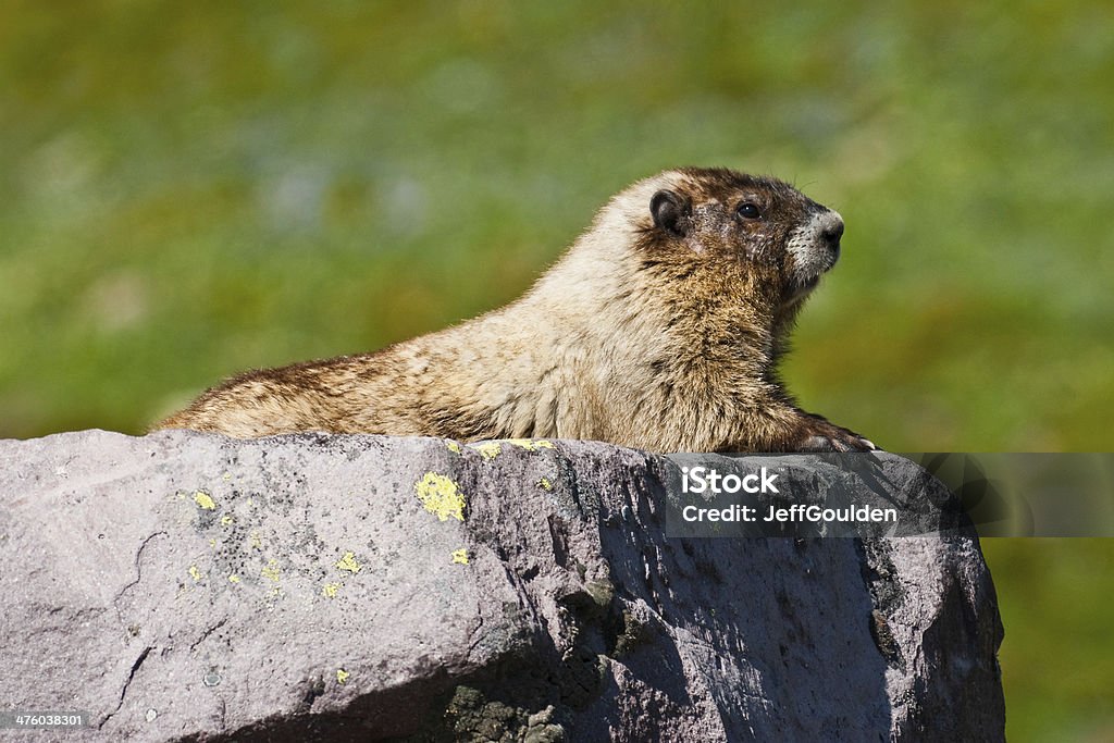 Claires Marmotte des Rocheuses sur un rocher - Photo de État de Washington libre de droits