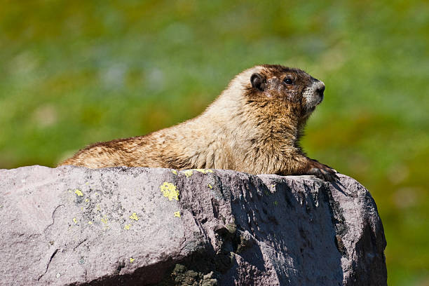 Light Colored Hoary Marmot on a Rock This Hoary Marmot (Marmota caligata) is sunning on a rock along the Nisqually Moraine at Mount Rainier National Park, Washington State, USA. jeff goulden mount rainier national park stock pictures, royalty-free photos & images