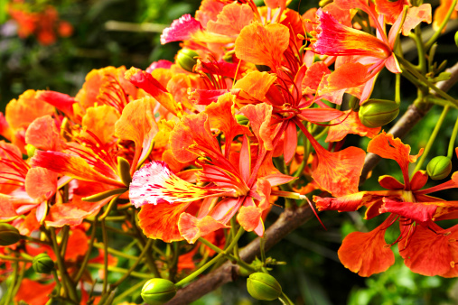 Delonix regia flower - Flamboyant background