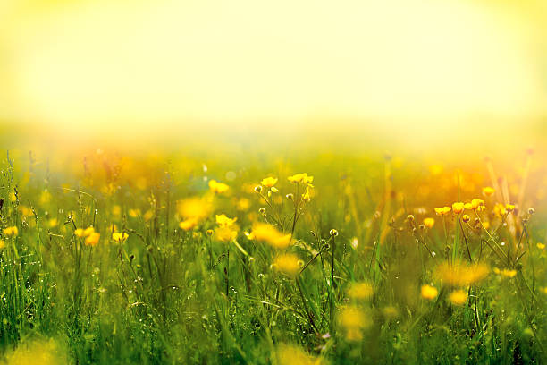 istock Fog covered meadow with yellow flowers 476039808