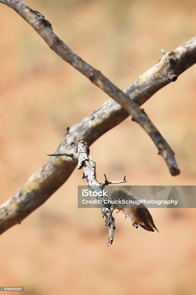 Rufous Hummingbird Selasphoru rufus Ptak - Zbiór zdjęć royalty-free (Bezpańskie zwierzę)