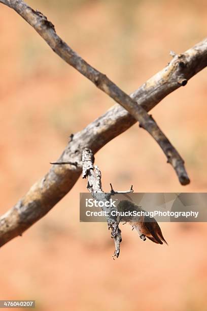 Rufous Hummingbird Selasphoru Rufus Ptak - zdjęcia stockowe i więcej obrazów Bezpańskie zwierzę - Bezpańskie zwierzę, Buszować, Cecha zwierzęcia