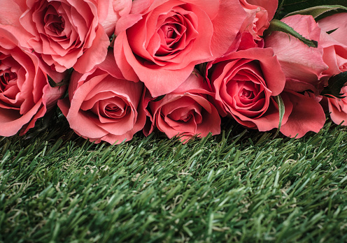 Pink roses lying on green grass. Soft edit. Photo made in high quality photo studio. 