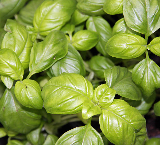 istock green basil leaves on a plant 476041087