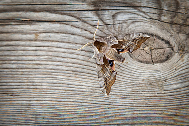 Eyed Hawk Moth on Wood An Eyed Hawk Moth on a knotted piece of wood smerinthus ocellatus stock pictures, royalty-free photos & images