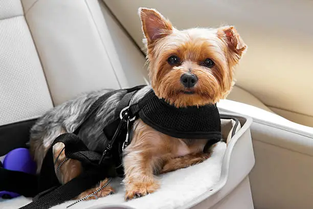 Cute little dog is secured in car seat.  rr