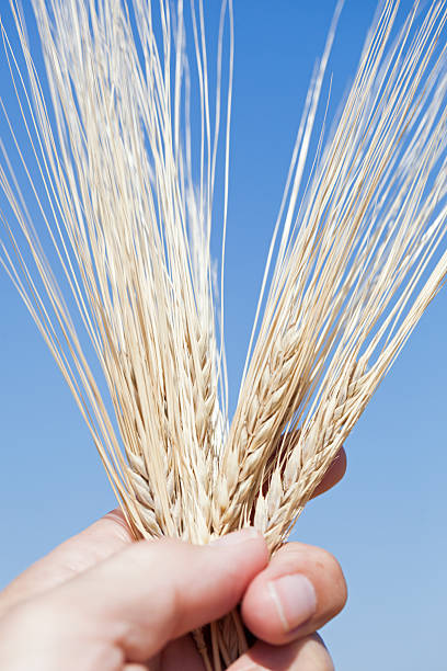 istock Human hand holding barley ears. 476043998
