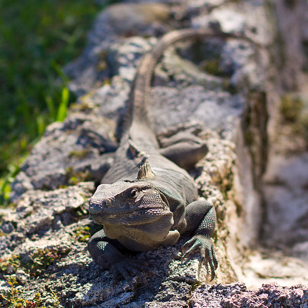 Lizard stock photo