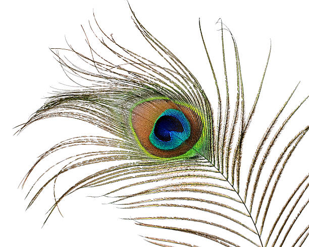 istock Feather of peacock isolated on white background 476044830