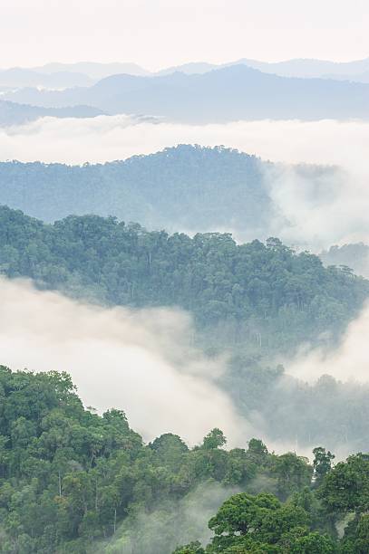 istock Beautiful fog in tropical forest. 476046185
