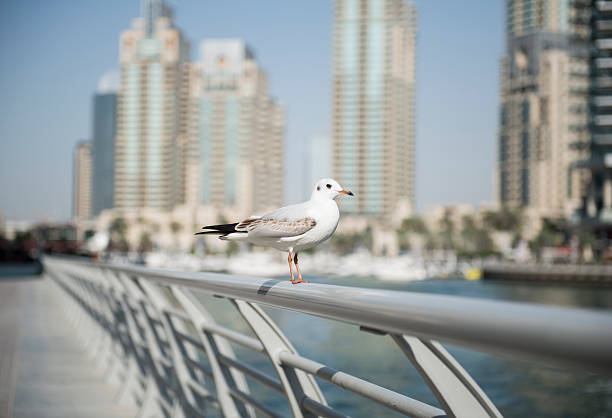 single seagull against skyscrapers stock photo