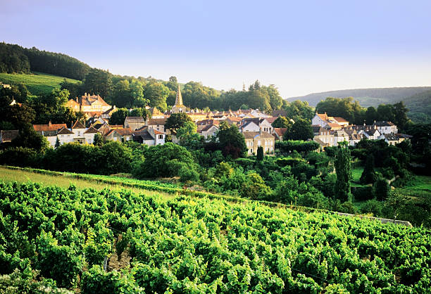 vineyards a view of the vineyards in the wine-making region of Burgundy, france burgundy france stock pictures, royalty-free photos & images