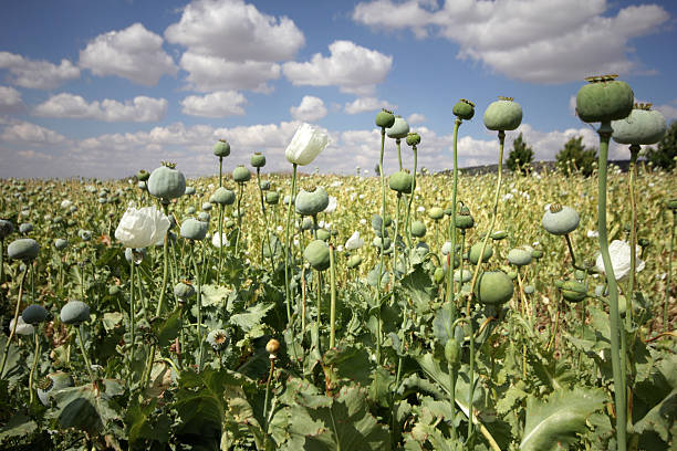 opium makowate - flowerseeds zdjęcia i obrazy z banku zdjęć