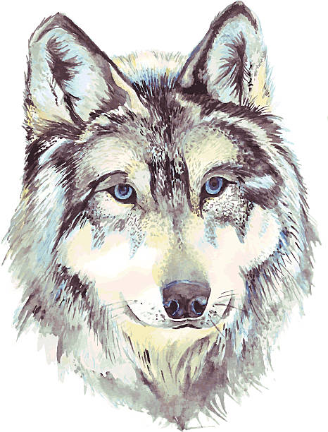 Wolf head profile Wolf head profile. Watercolor drawing in vector format wolf snout pictures stock illustrations
