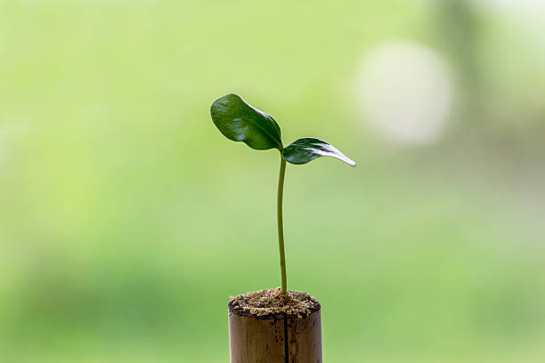 istock Young plant  grown in pots to reduce the the environment 476048976