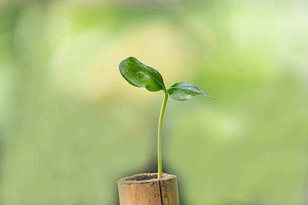 istock Young plant  grown in pots to reduce the the environment 476048986
