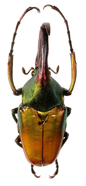 istock Giant rhinoceros beetle 476049245