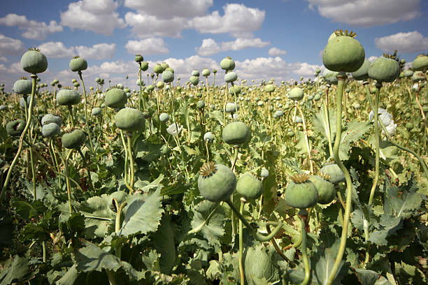 opium makowate - flowerseeds zdjęcia i obrazy z banku zdjęć