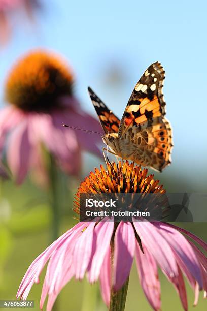 Butterfly Stockfoto und mehr Bilder von Schmetterling - Schmetterling, Sonnenhut - Pflanze, Blumenbeet