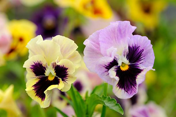 istock Pansy Violet Flowers on Flower Bed 476061353