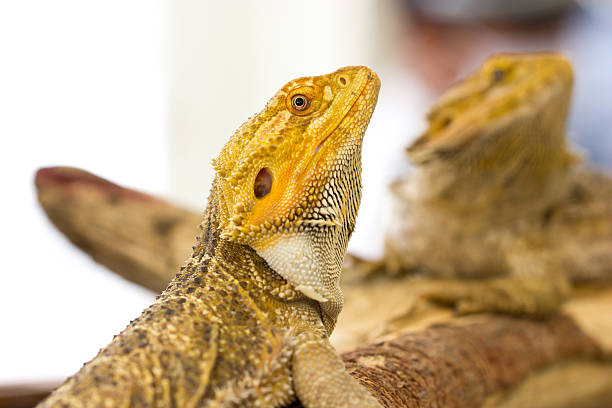 istock Close up of Bearded dragon. 476062163
