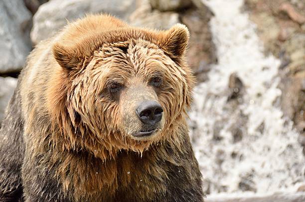 wet grizzly stock photo