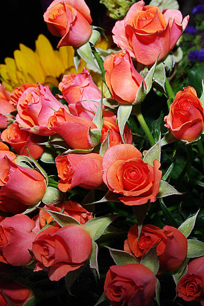 istock Bucket of red orange roses 476063101