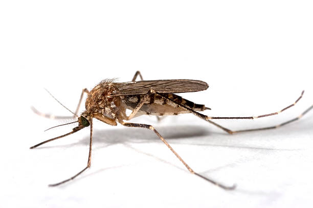 istock Summer mosquito close-up Colorado copy space 476065901