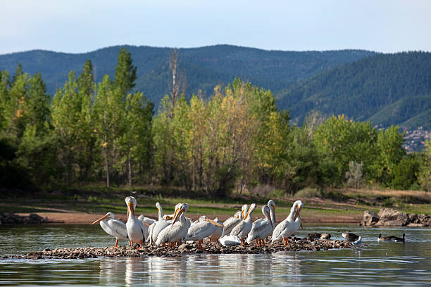 Pelicans in Chatfield State Park Colorado With the Rocky Mountains in the distance, a flock of wild White American pelicans preen on a sand bar where the South Platte River enters Chatfield Reservoir, Colorado. Drought conditions have lowered the waters substantially in the reservoir. littleton colorado stock pictures, royalty-free photos & images