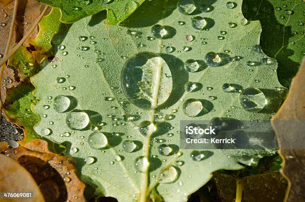 Tropfen Auf Blatt Im Herbst Stockfoto und mehr Bilder von Abstrakt - Abstrakt, Baum, Blatt - Pflanzenbestandteile