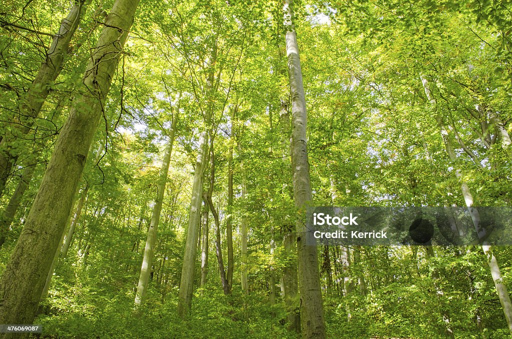 Laubwaldes - Lizenzfrei Ast - Pflanzenbestandteil Stock-Foto