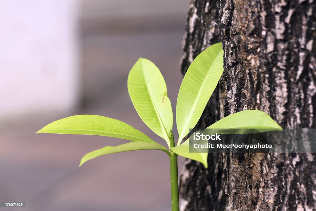 Sixradial Blätter in der Nähe von einem großen Baum. - Lizenzfrei Ausrüstung zur Sauerstoffversorgung Stock-Foto