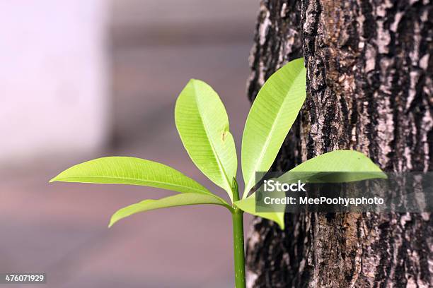 Sixradial Blätter In Der Nähe Von Einem Großen Baum Stockfoto und mehr Bilder von Ausrüstung zur Sauerstoffversorgung