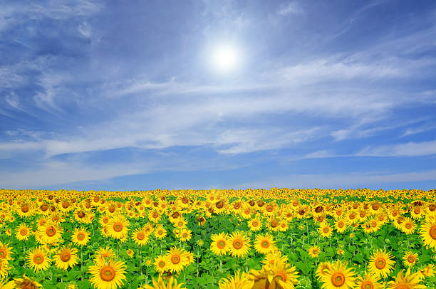 istock Field of blooming sunflowers 476072285