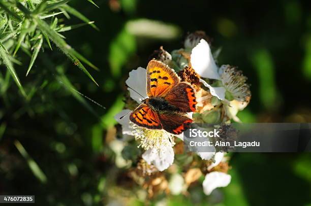 Small Copper Butterfly U K - zdjęcia stockowe i więcej obrazów Bez ludzi - Bez ludzi, Bliskie zbliżenie, Fotografika