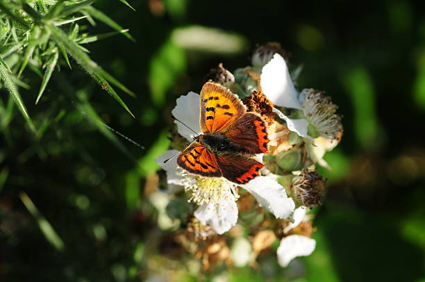 lycaena phlaes, u. k. - small copper butterfly imagens e fotografias de stock