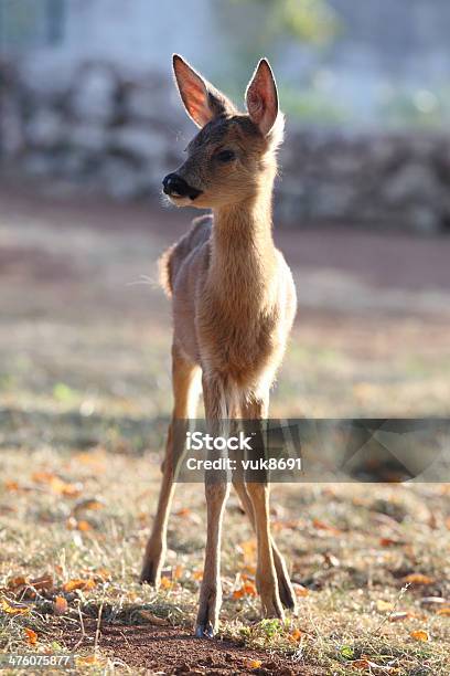 작은 Fawn 있는 메도 0명에 대한 스톡 사진 및 기타 이미지 - 0명, 가냘픈, 갈색