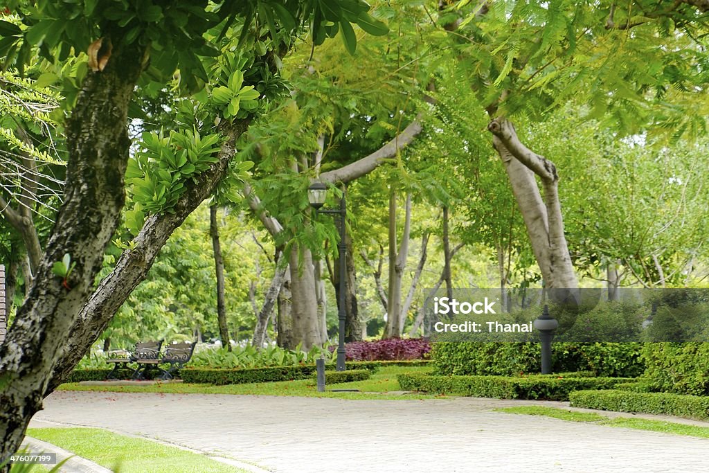 Parco Verde - Foto stock royalty-free di Albero