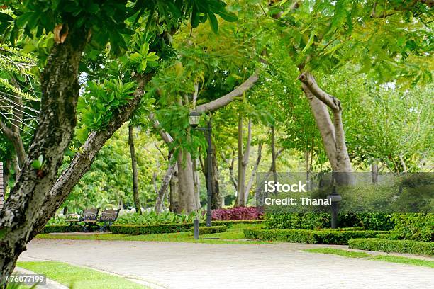 Parco Verde - Fotografie stock e altre immagini di Albero - Albero, Albero deciduo, Ambientazione esterna