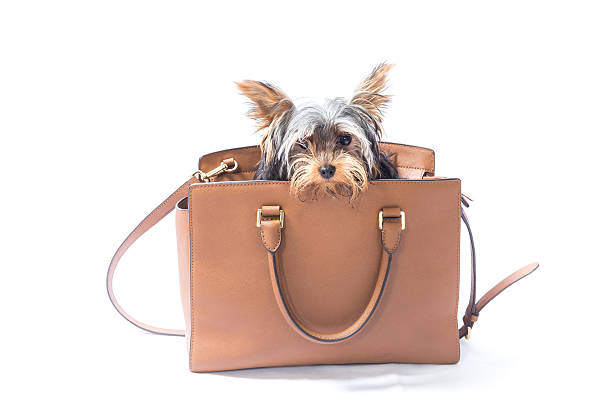 Yorkshire puppy in a leather hand bag on white background Yorkshire puppy in a leather hand bag on white background. yorkshire terrier dog stock pictures, royalty-free photos & images