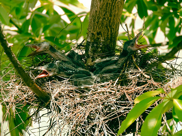 istock Nest of a house crow, Corvus Splendens 476078644