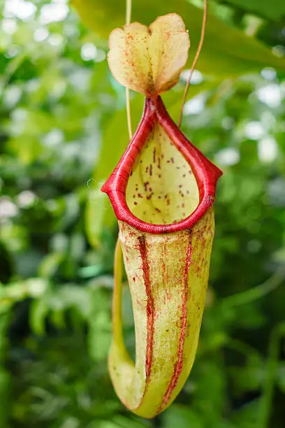 Photo of the Great Pitcher-Plant flower (Nepenthes maxima). It is a carnivorous plant species which traps insects.