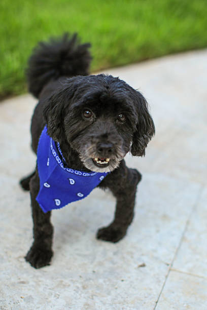istock Happy little Black dog looking up. 476079124