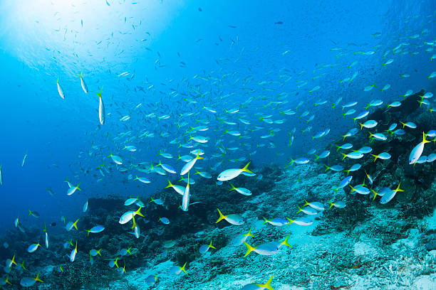 Very Large School of Fusiliers, Fish Paradise Raja Ampat, Indonesia Big school of Yellow and Blueback Fusilier Caesio teres, a Red Snapper Lutjanus bohar  and some Platax Batfishes Platax teira in the background.  yellowback fusilier stock pictures, royalty-free photos & images