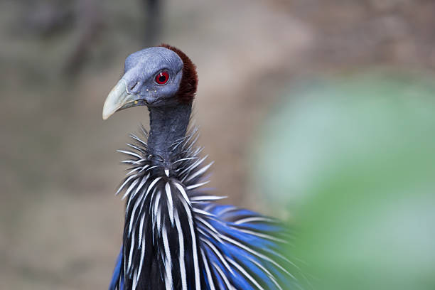 Beautiful African Vulturine Guineafowl