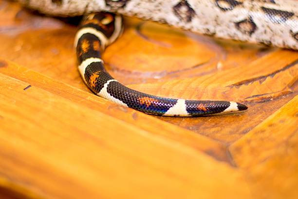 istock Close up of a snake 476081466
