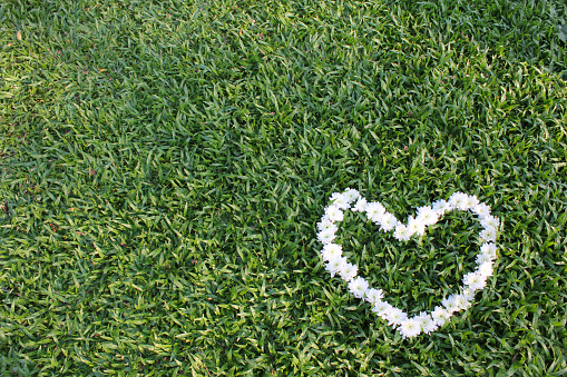 Heart made from daisy flowers with green grass background.