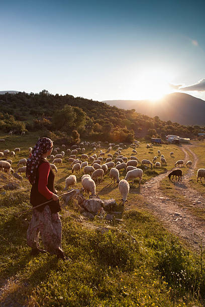 shepherdess con gregge al tramonto - sheep flock of sheep pasture mountain foto e immagini stock