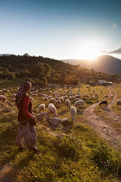 shepherdess, 플락 일몰 - sheep grazing vertical photography 뉴스 사진 이미지