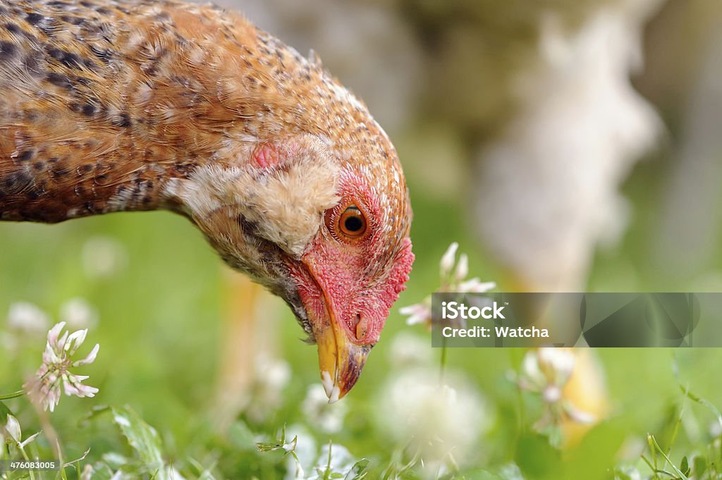 Chicken Eating Grass A closeup of a young chicken eating grass Agriculture Stock Photo